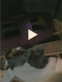 View our Kitten Webcam