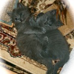 March 2012 Litter